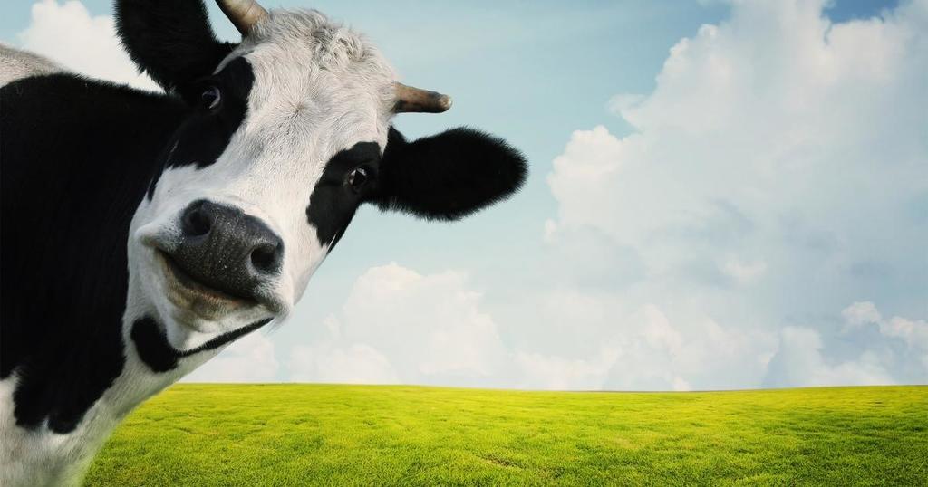 cow looking at viewer on a background with grass and sky